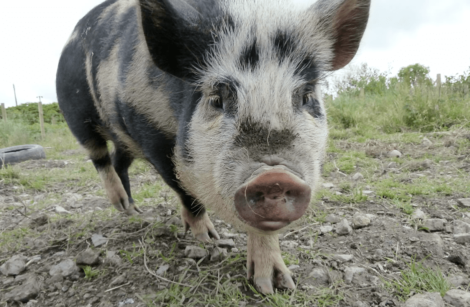 Foto: www.Piggy-Piggy.com