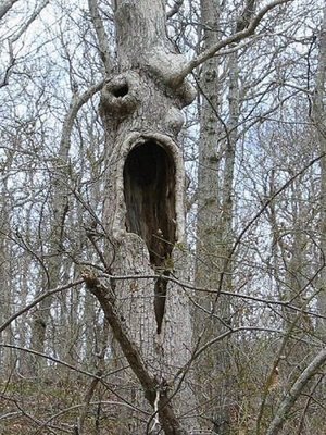 amazing_cool_weird_crazy_offbeat_monster_trees_08_2009072322314611537